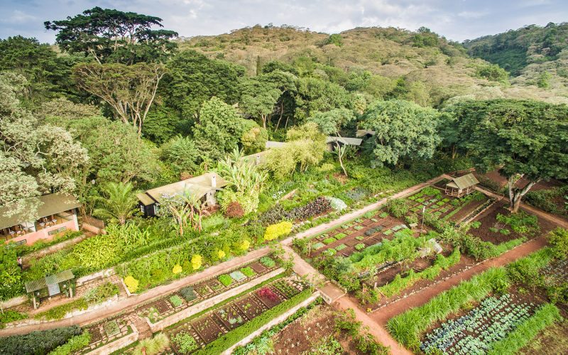 Gibbs-Farm-vegetable-gardens