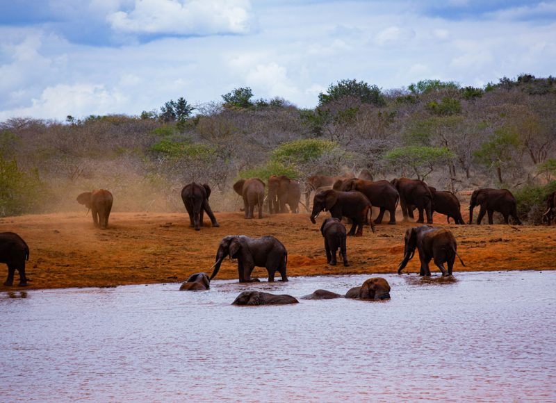 tsavo2